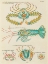 Picture of ILLUSTRATIONS OF CRAB AND LOBSTER FOUND IN THE INDIAN AND PACIFIC OCEANS