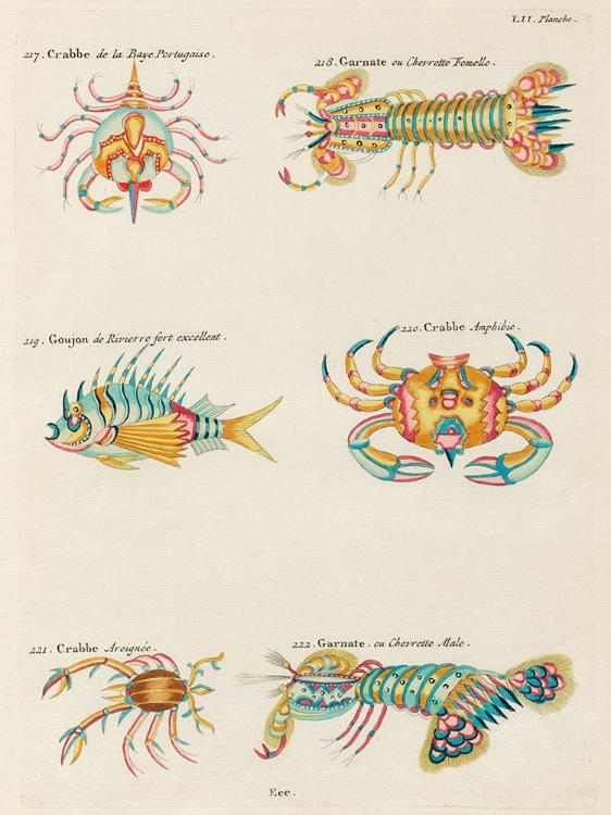 Picture of ILLUSTRATIONS OF CRABS AND LOBSTER FOUND IN MOLUCCAS INDONESIA AND THE EAST INDIES