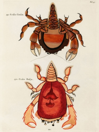 Picture of ILLUSTRATIONS OF CRABS FOUND IN MOLUCCAS INDONESIA AND THE EAST INDIES
