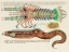 Picture of ILLUSTRATIONS OF FISH AND LOBSTER FOUND IN MOLUCCAS INDONESIA AND THE EAST INDIES