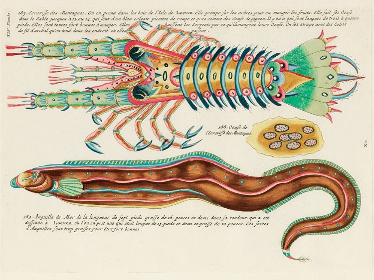 Picture of ILLUSTRATIONS OF FISH AND LOBSTER FOUND IN MOLUCCAS INDONESIA AND THE EAST INDIES