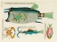 Picture of ILLUSTRATIONS OF FISHES AND CRAB FOUND IN MOLUCCAS INDONESIA AND THE EAST INDIES