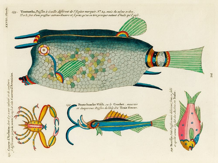 Picture of ILLUSTRATIONS OF FISHES AND CRAB FOUND IN MOLUCCAS INDONESIA AND THE EAST INDIES