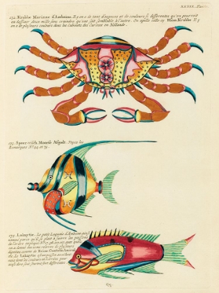 Picture of ILLUSTRATIONS OF FISHES AND CRAB FOUND IN THE INDIAN AND PACIFIC OCEANS 1
