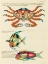 Picture of ILLUSTRATIONS OF FISHES AND CRAB FOUND IN THE INDIAN AND PACIFIC OCEANS 1
