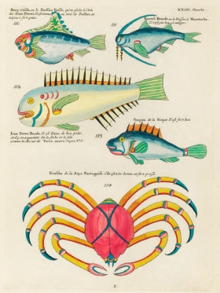 Picture of ILLUSTRATIONS OF FISHES AND CRAB FOUND IN THE INDIAN AND PACIFIC OCEANS 2