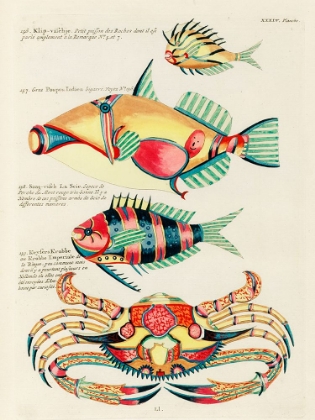 Picture of ILLUSTRATIONS OF FISHES AND CRAB FOUND IN THE INDIAN AND PACIFIC OCEANS 3