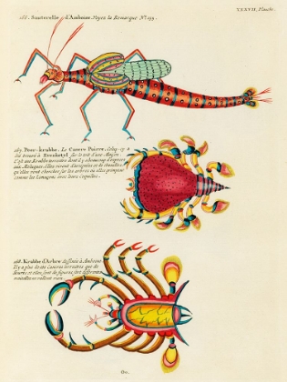 Picture of ILLUSTRATIONS OF FISHES AND CRABS FOUND IN MOLUCCAS INDONESIA AND THE EAST INDIES
