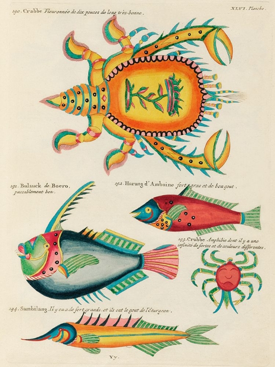 Picture of ILLUSTRATIONS OF FISHES AND CRABS FOUND IN THE INDIAN AND PACIFIC OCEANS