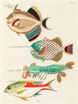 Picture of ILLUSTRATIONS OF FISHES AND LOBSTER FOUND IN MOLUCCAS INDONESIA AND THE EAST INDIES