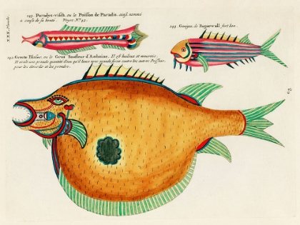 Picture of ILLUSTRATIONS OF FISHES FOUND IN MOLUCCAS INDONESIA AND THE EAST INDIES 1