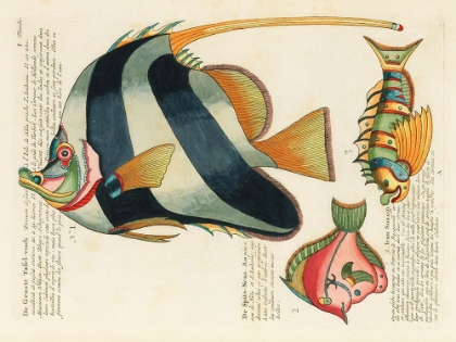 Picture of ILLUSTRATIONS OF FISHES FOUND IN MOLUCCAS INDONESIA AND THE EAST INDIES 2