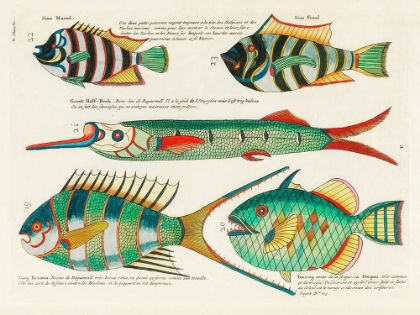 Picture of ILLUSTRATIONS OF FISHES FOUND IN MOLUCCAS INDONESIA AND THE EAST INDIES 3