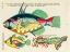 Picture of ILLUSTRATIONS OF FISHES FOUND IN MOLUCCAS INDONESIA AND THE EAST INDIES 4