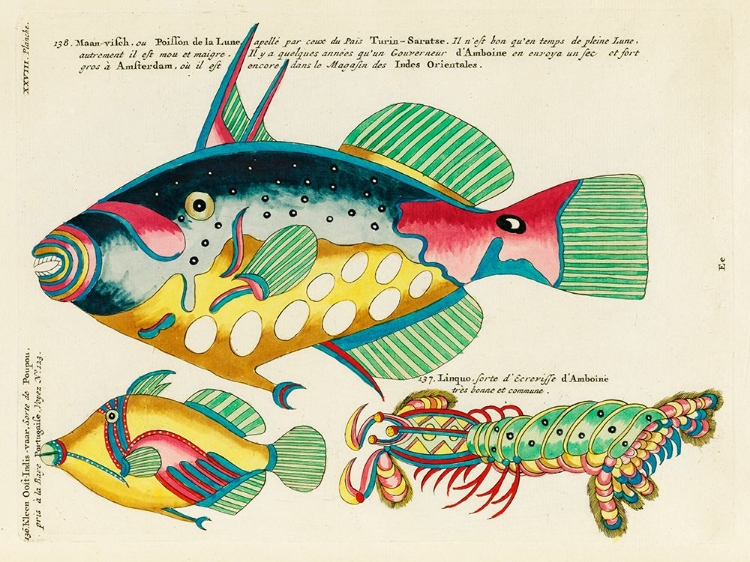 Picture of ILLUSTRATIONS OF FISHES FOUND IN MOLUCCAS INDONESIA AND THE EAST INDIES 4