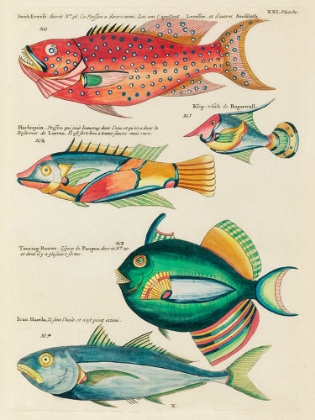 Picture of ILLUSTRATIONS OF FISHES FOUND IN MOLUCCAS INDONESIA AND THE EAST INDIES 5