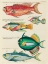 Picture of ILLUSTRATIONS OF FISHES FOUND IN MOLUCCAS INDONESIA AND THE EAST INDIES 5