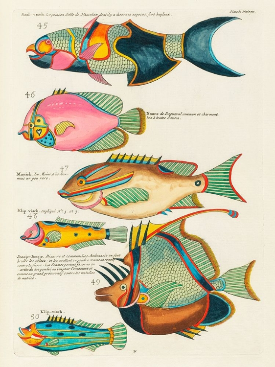 Picture of ILLUSTRATIONS OF FISHES FOUND IN MOLUCCAS INDONESIA AND THE EAST INDIES 6