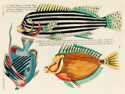 Picture of ILLUSTRATIONS OF FISHES FOUND IN MOLUCCAS INDONESIA AND THE EAST INDIES 7