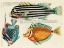 Picture of ILLUSTRATIONS OF FISHES FOUND IN MOLUCCAS INDONESIA AND THE EAST INDIES 7