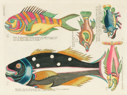 Picture of ILLUSTRATIONS OF FISHES FOUND IN MOLUCCAS INDONESIA AND THE EAST INDIES 8
