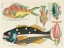 Picture of ILLUSTRATIONS OF FISHES FOUND IN MOLUCCAS INDONESIA AND THE EAST INDIES 8