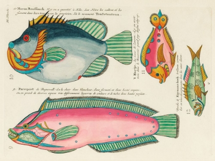 Picture of ILLUSTRATIONS OF FISHES FOUND IN MOLUCCAS INDONESIA AND THE EAST INDIES 9