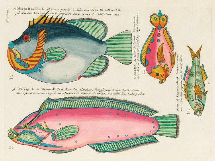 Picture of ILLUSTRATIONS OF FISHES FOUND IN MOLUCCAS INDONESIA AND THE EAST INDIES 9