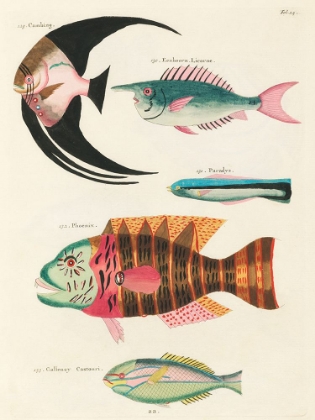 Picture of ILLUSTRATIONS OF FISHES FOUND IN MOLUCCAS INDONESIA AND THE EAST INDIES 10