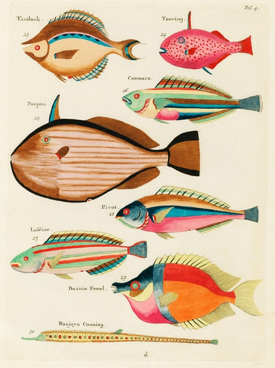 Picture of ILLUSTRATIONS OF FISHES FOUND IN MOLUCCAS INDONESIA AND THE EAST INDIES 11