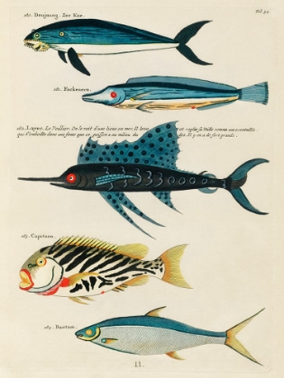 Picture of ILLUSTRATIONS OF FISHES FOUND IN MOLUCCAS INDONESIA AND THE EAST INDIES 12