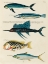 Picture of ILLUSTRATIONS OF FISHES FOUND IN MOLUCCAS INDONESIA AND THE EAST INDIES 12