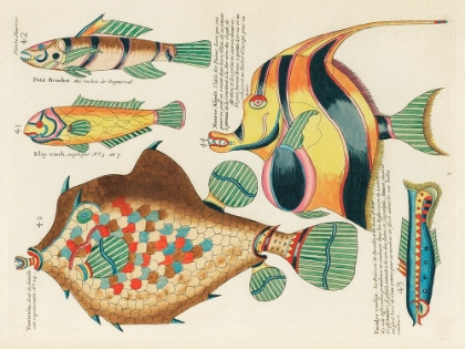 Picture of ILLUSTRATIONS OF FISHES FOUND IN MOLUCCAS INDONESIA AND THE EAST INDIES 13