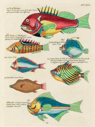 Picture of ILLUSTRATIONS OF FISHES FOUND IN MOLUCCAS INDONESIA AND THE EAST INDIES 14