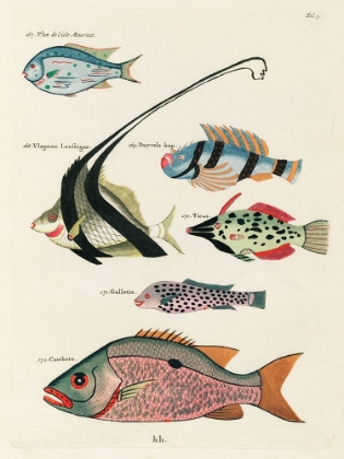 Picture of ILLUSTRATIONS OF FISHES FOUND IN MOLUCCAS INDONESIA AND THE EAST INDIES 15