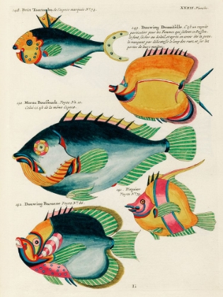 Picture of ILLUSTRATIONS OF FISHES FOUND IN MOLUCCAS INDONESIA AND THE EAST INDIES 16