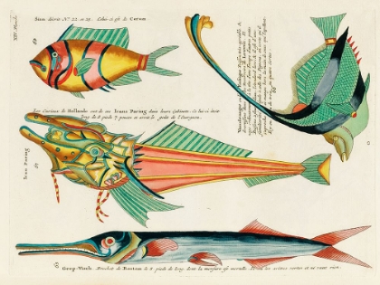 Picture of ILLUSTRATIONS OF FISHES FOUND IN MOLUCCAS INDONESIA AND THE EAST INDIES 17