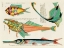 Picture of ILLUSTRATIONS OF FISHES FOUND IN MOLUCCAS INDONESIA AND THE EAST INDIES 17
