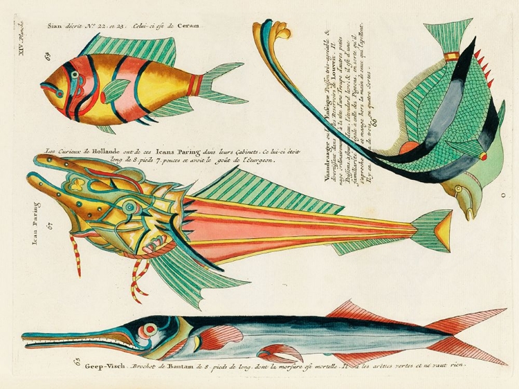 Picture of ILLUSTRATIONS OF FISHES FOUND IN MOLUCCAS INDONESIA AND THE EAST INDIES 17