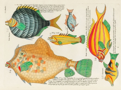 Picture of ILLUSTRATIONS OF FISHES FOUND IN MOLUCCAS INDONESIA AND THE EAST INDIES 18
