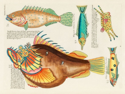Picture of ILLUSTRATIONS OF FISHES FOUND IN MOLUCCAS INDONESIA AND THE EAST INDIES 19