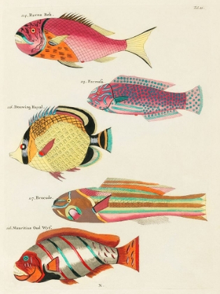 Picture of ILLUSTRATIONS OF FISHES FOUND IN MOLUCCAS INDONESIA AND THE EAST INDIES 20