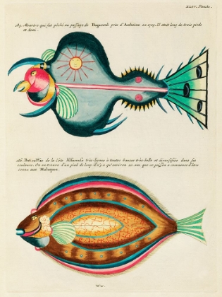 Picture of ILLUSTRATIONS OF FISHES FOUND IN MOLUCCAS INDONESIA AND THE EAST INDIES 21