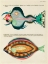 Picture of ILLUSTRATIONS OF FISHES FOUND IN MOLUCCAS INDONESIA AND THE EAST INDIES 21