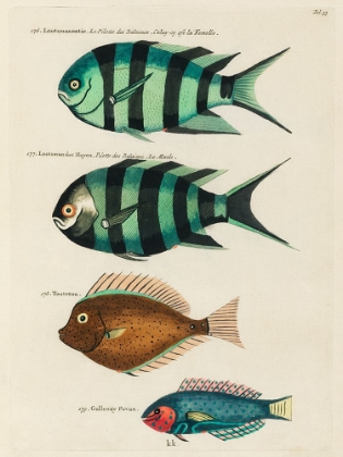 Picture of ILLUSTRATIONS OF FISHES FOUND IN MOLUCCAS INDONESIA AND THE EAST INDIES 22