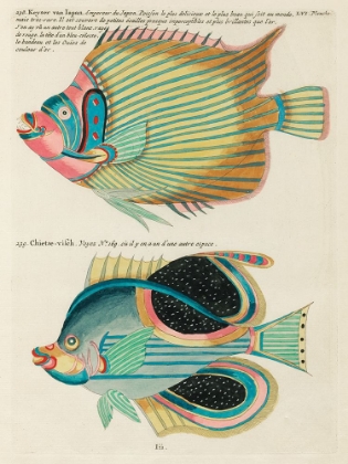 Picture of ILLUSTRATIONS OF FISHES FOUND IN MOLUCCAS INDONESIA AND THE EAST INDIES 23