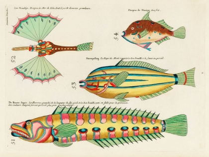 Picture of ILLUSTRATIONS OF FISHES FOUND IN MOLUCCAS INDONESIA AND THE EAST INDIES 24