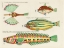 Picture of ILLUSTRATIONS OF FISHES FOUND IN MOLUCCAS INDONESIA AND THE EAST INDIES 24