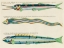 Picture of ILLUSTRATIONS OF FISHES FOUND IN MOLUCCAS INDONESIA AND THE EAST INDIES 25