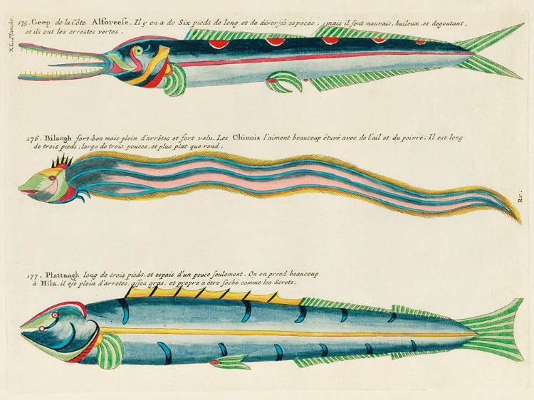 Picture of ILLUSTRATIONS OF FISHES FOUND IN MOLUCCAS INDONESIA AND THE EAST INDIES 25